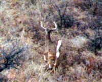 Deer from air 2  2-17-00.JPG (293545 bytes)