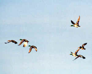 Ducks flying and cropped for web 2-21-00.JPG (438448 bytes)